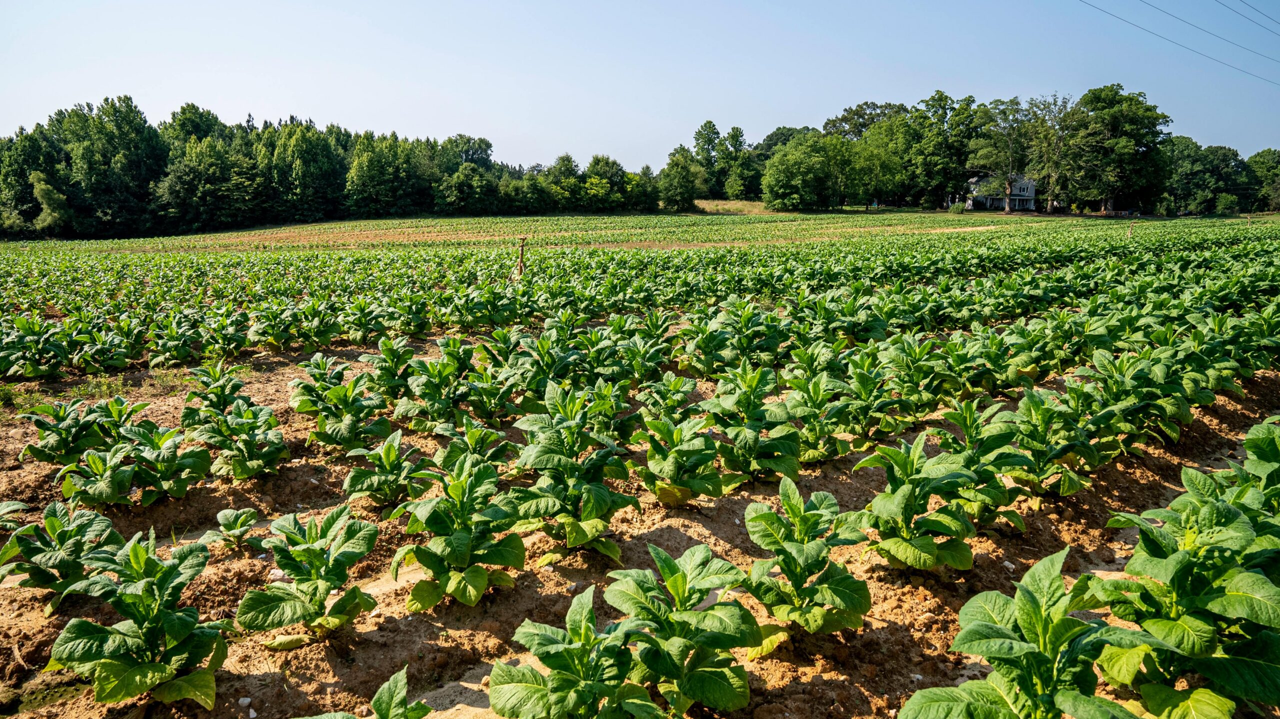 Thriving tobacco plants under a clear sky in a North Carolina farm landscape.